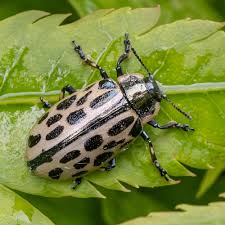 Attēlu rezultāti vaicājumam “Chrysomela vigintipunctata”