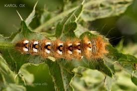 Attēlu rezultāti vaicājumam “Acronicta rumicis larva”