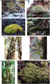 Attēlu rezultāti vaicājumam “Isothecium alopecuroides sporophyte”