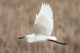 Image result for Egretta garzetta