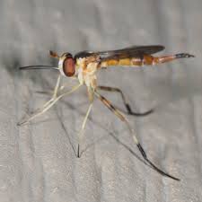 Attēlu rezultāti vaicājumam “Conopidae”