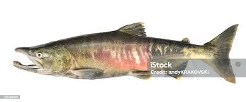 Image result for Oncorhynchus keta
