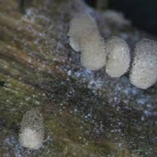 Attēlu rezultāti vaicājumam “Diderma radiatum sessile”