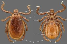 Attēlu rezultāti vaicājumam “Ixodes”