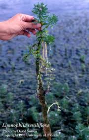 Image result for Alonsoa liniflora