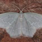 Attēlu rezultāti vaicājumam “Jodis putata”