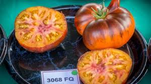 Afbeeldingsresultaat voor 1884 purple tomato