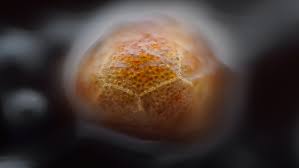 Attēlu rezultāti vaicājumam “Comatricha ellae”