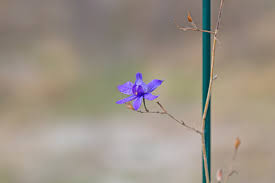 Attēlu rezultāti vaicājumam “Consolida regalis bud”