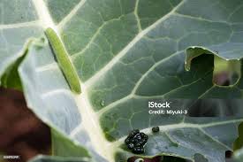 Attēlu rezultāti vaicājumam “Pieris rapae larva”