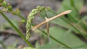 Attēlu rezultāti vaicājumam “Stenoptilia pterodactyla”
