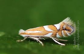 Attēlu rezultāti vaicājumam “Phyllonorycter apparella”