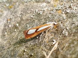 Attēlu rezultāti vaicājumam “Catoptria permutatellus”