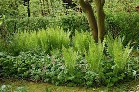 Attēlu rezultāti vaicājumam “Matteuccia struthiopteris”