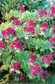 Attēlu rezultāti vaicājumam “Hylotelephium telephium”