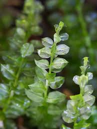 Attēlu rezultāti vaicājumam “Eurhynchiastrum pulchellum macro”