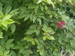 Attēlu rezultāti vaicājumam “Sambucus racemosa”