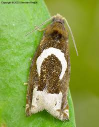 Attēlu rezultāti vaicājumam “Epiblema foenella”