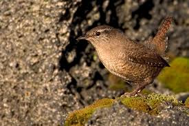 Attēlu rezultāti vaicājumam “Troglodytes troglodytes”