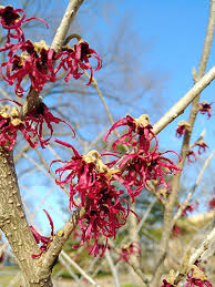 Attēlu rezultāti vaicājumam “Hamamelis japonica”