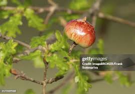 Attēlu rezultāti vaicājumam “Cynips quercusfolii”