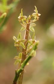 Attēlu rezultāti vaicājumam “Listera cordata fruit”
