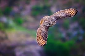 Attēlu rezultāti vaicājumam “Bubo bubo”