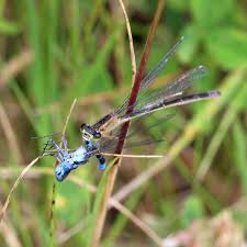 Attēlu rezultāti vaicājumam “Enallagma cyathigerum male”