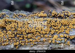 Attēlu rezultāti vaicājumam “Trichia varia spores”