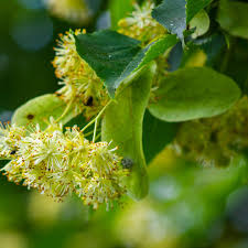 Attēlu rezultāti vaicājumam “Tilia cordata flower”