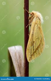 Attēlu rezultāti vaicājumam “Hepialus humuli”