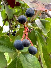 Attēlu rezultāti vaicājumam “Parthenocissus quinquefolia fruit”