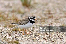 Attēlu rezultāti vaicājumam “Charadrius hiaticula”
