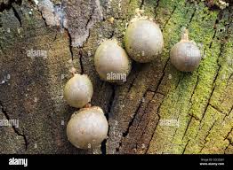 Attēlu rezultāti vaicājumam “Lycogala flavofuscum spores”