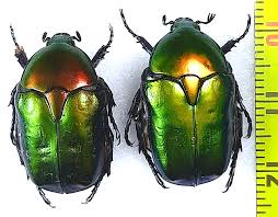 Attēlu rezultāti vaicājumam “Potosia cuprea”