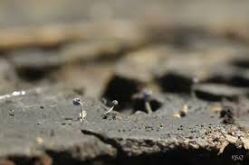 Attēlu rezultāti vaicājumam “Physarum murinum stalked”