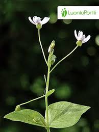 Attēlu rezultāti vaicājumam “Claytonia sibirica flower”