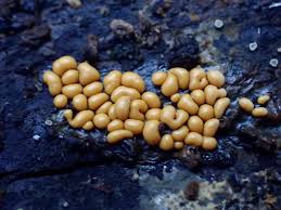 Attēlu rezultāti vaicājumam “Trichia longipalpis”