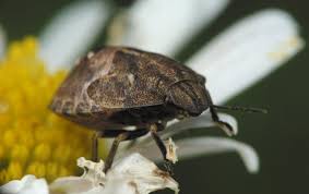 Attēlu rezultāti vaicājumam “Eurygaster testudinaria nymph”