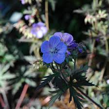 Image result for Geranium pratense