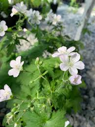 Attēlu rezultāti vaicājumam “Geranium sylvaticum flower”