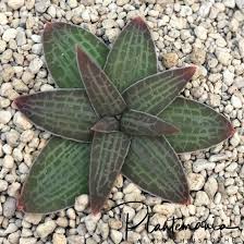 Attēlu rezultāti vaicājumam “Helodium blandowii sporophyte”