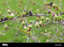 Attēlu rezultāti vaicājumam “Larix kaempferi female flower”