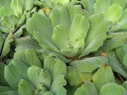 Attēlu rezultāti vaicājumam “Pistia stratiotes leaf”