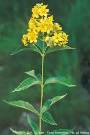 Attēlu rezultāti vaicājumam “Lysimachia vulgaris leaf”