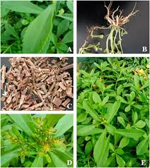 Attēlu rezultāti vaicājumam “Sedum aizoon fruit”