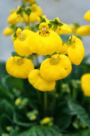 Image result for Calceolaria
