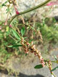 Attēlu rezultāti vaicājumam “Atriplex patula fruit”