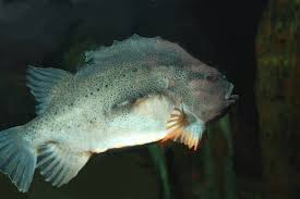 Image result for Cyclopterus lumpus