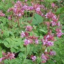 Attēlu rezultāti vaicājumam “Geranium bohemicum leaf”